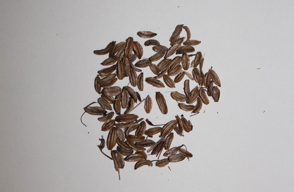 Seeds-of-Osha