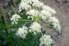 Flowers-of-Osha