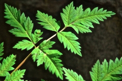 Leaves-of-Osha