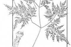 Plant-Illustration-of-Osha