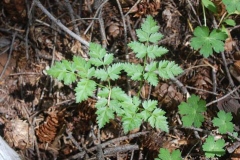Small-Osha-plant