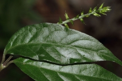 Leaves-of-Ox-knee