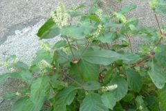 Ox-knee-plant