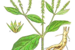 Plant-Illustration-of-Ox-knee