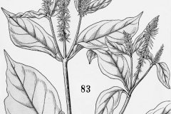 Sketch-of-Ox-knee
