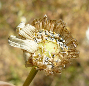 Dried-Flower-of-Oxeye-Daisy