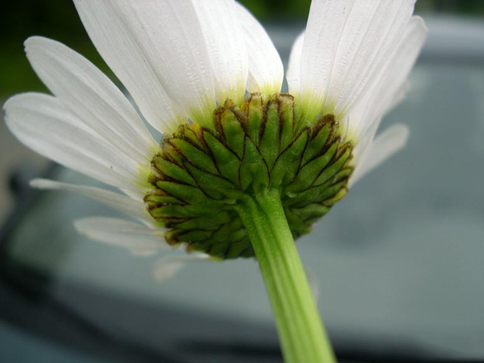 Involucral-bracts-of-Oxeye-Daisy