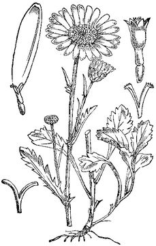 Sketch-of-Oxeye-Daisy-plant