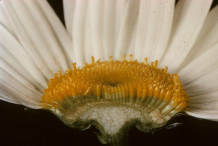 Closer-view-of-half-cut-flower