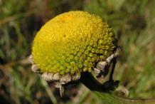 Centre-of-daisy-after-pollination