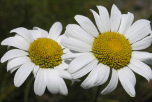 Closer-view-of-flower of Oxeye-Daisy