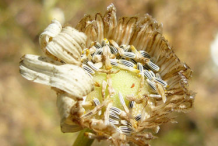 Dried-Flower-of-Oxeye-Daisy
