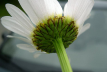 Involucral-bracts-of-Oxeye-Daisy