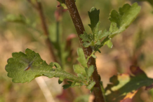 Lower-cauline-leaves-of-Oxeye-Daisy
