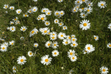 Oxeye-Daisy-Flowers
