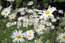 Oxeye-Daisy-growing-wild