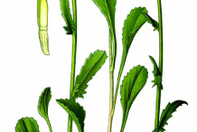 Plant-Illustrations-of-Oxeye-Daisy