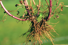 Roots-of-Oxeye-Daisy-plant