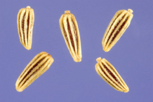 Seeds-of-Oxeye-Daisy