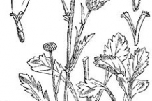 Sketch-of-Oxeye-Daisy-plant