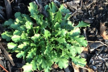 Small-Oxeye-Daisy-Plant