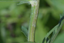 Stem-showing-leaf-bases-of-Oxeye-Daisy