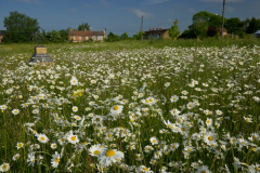 Oxeye-Daisy-farming