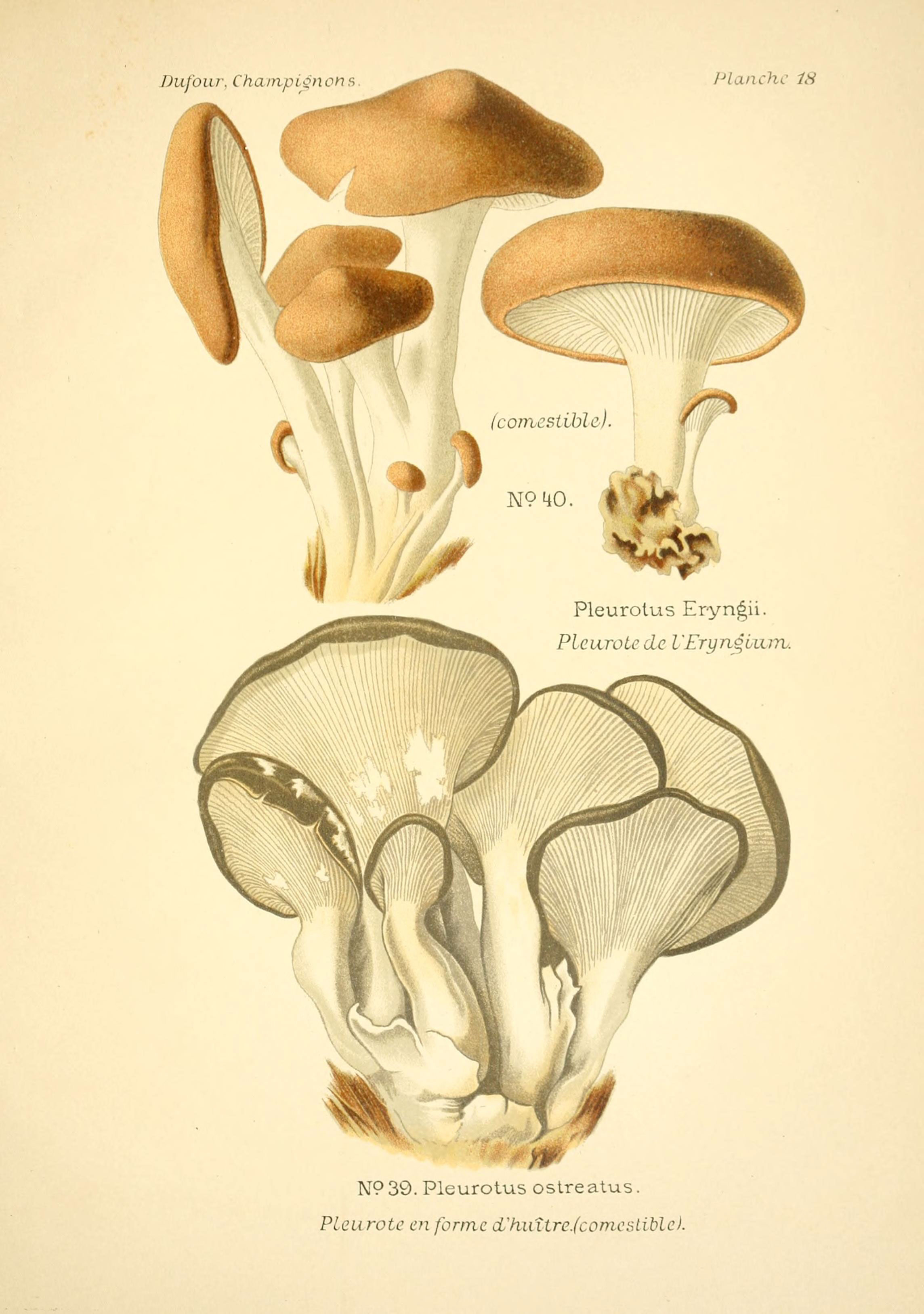 Plant-illustration-of-Oyster-mushroom