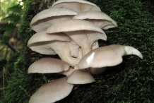 Oyster-mushroom