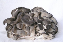 Oyster-mushroom
