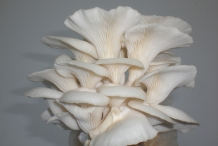 Oyster-mushroom