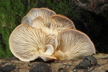 Oyster-mushroom