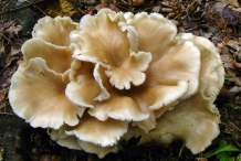 Oyster-mushroom