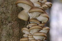 Oyster-mushroom