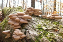 Oyster-mushroom