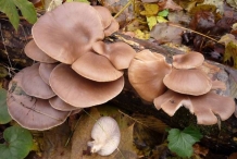 Oyster-mushroom
