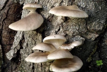 Oyster-mushroom
