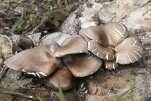 Oyster-mushroom