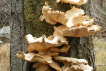 Oyster-mushroom