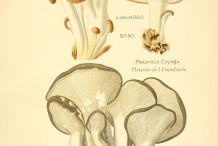 Plant-illustration-of-Oyster-mushroom