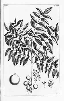 Sketch-of-Pacific-Walnut-plant
