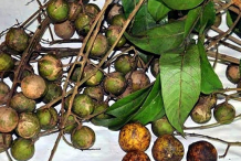 Collected-Pacific-Walnut