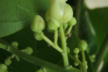 Flower-of-Pacific-Walnut-plant
