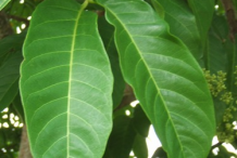 Leaves-of-Pacific-Walnut