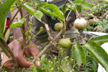Pacific-Walnut-Fruit-on-the-plant