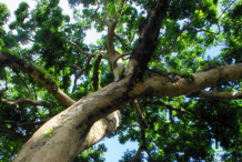 Pacific-Walnut-Plant