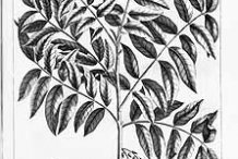 Sketch-of-Pacific-Walnut-plant