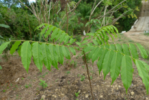 Small-Pacific-Walnut-plant