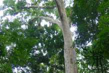 Trunk-of-Pacific-Walnut