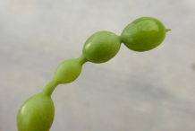 Closer-view-of-immature-fruits-of-Pagoda-tree